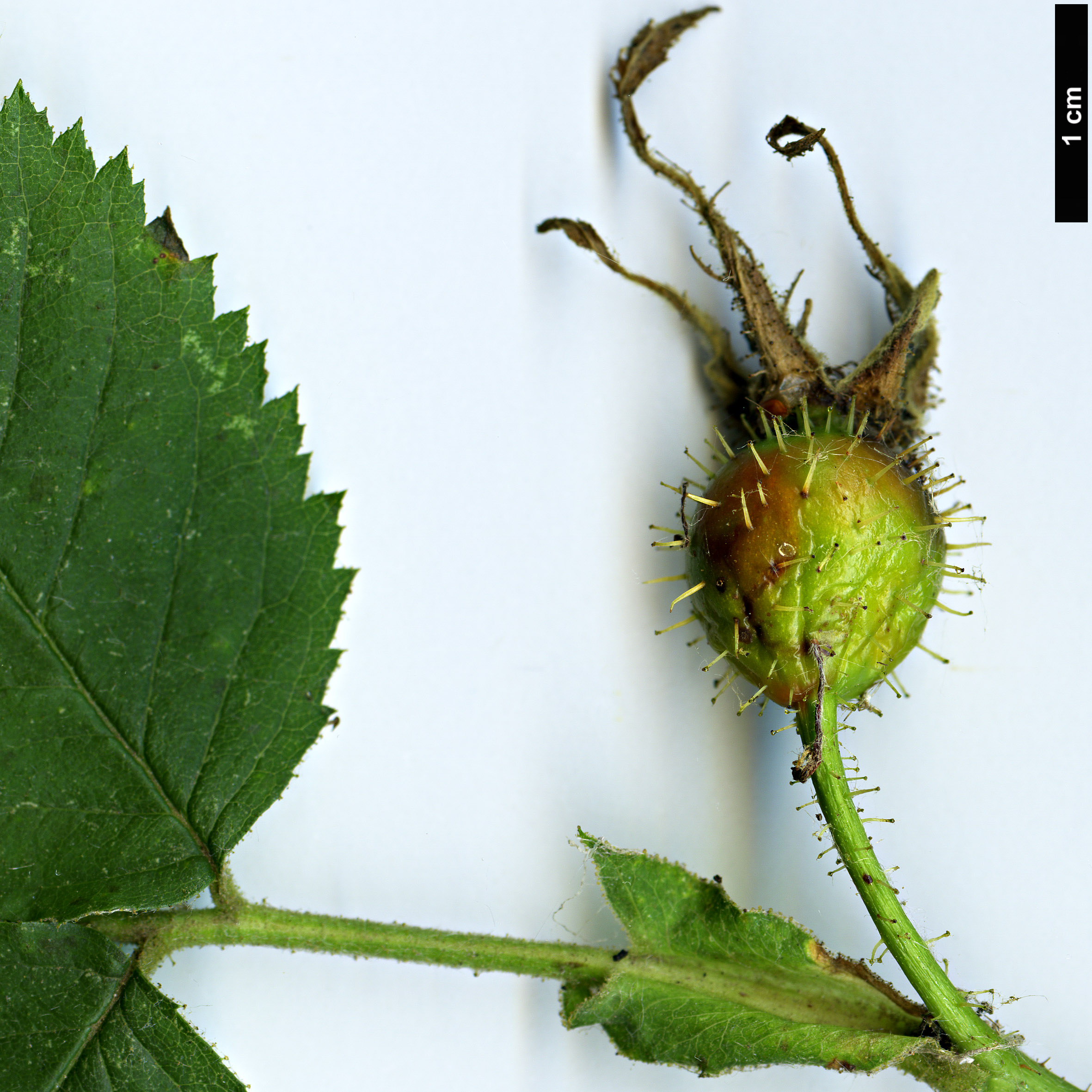 High resolution image: Family: Rosaceae - Genus: Rosa - Taxon: dalmatica